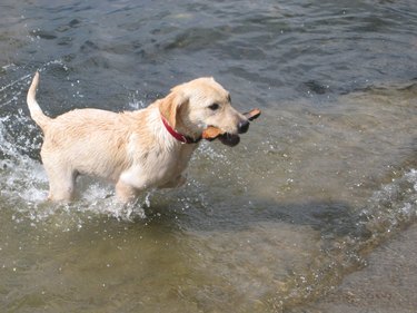 A yellow Labrador fetches a stick in the water.