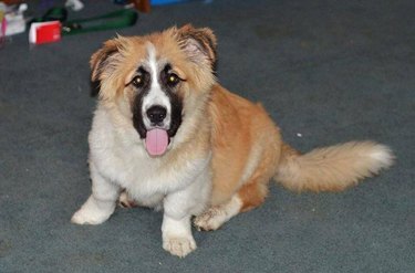 Corgi irish sale setter mix