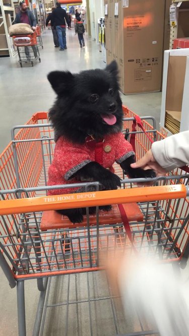 People are sharing pictures of dogs in shopping carts and we're soooo here for it