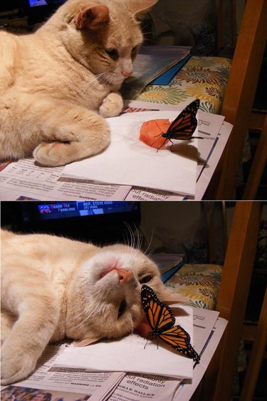 Photo set of cat looking at butterfly and cat lying down next to butterfly.