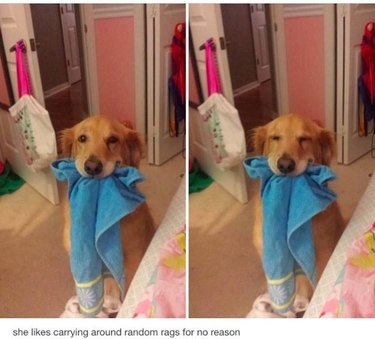 Dog holding towel in her mouth. Caption: she likes carrying around random rags for no reason