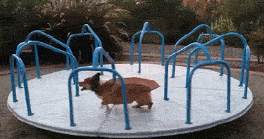 funny GIFs of animals