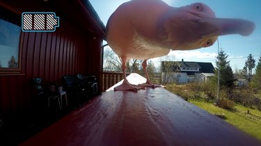 Norwegian seagull steals GoPro from photographer