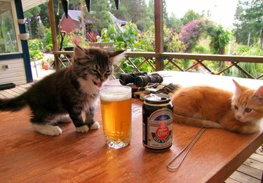 Kittens and beer