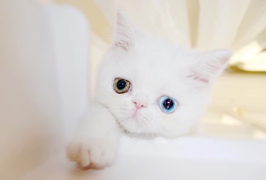 Meet Pam Pam, the tiny kitty with eyes from another planet