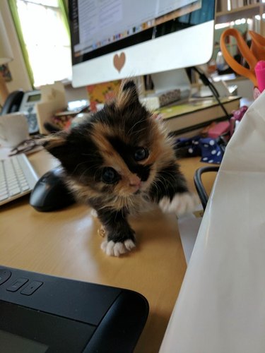 kitty boss
