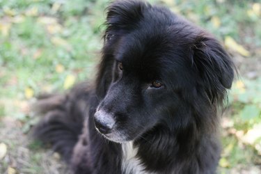 Closeup of a black dog