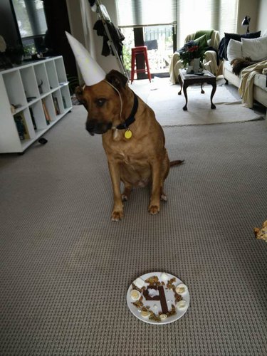 Dog with a special birthday breakfast