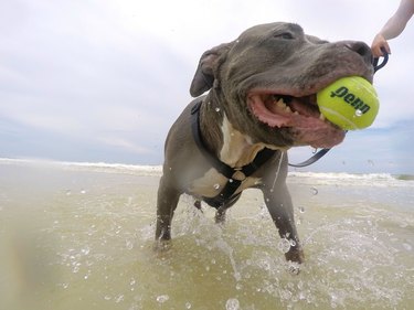 Dog with tennis ball in ocean.