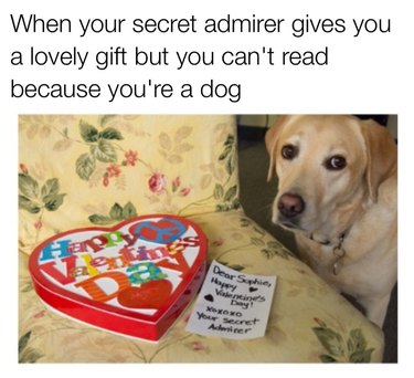 Golden lab next to heart shaped box with a love note. Caption: When your secret admirer gives you a lovely gift but you can't read because you're a dog