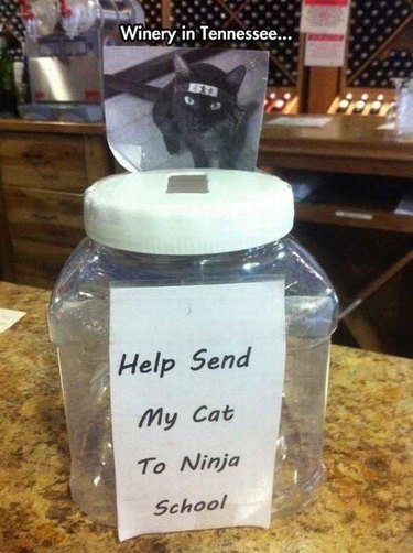 Help send my cat to ninja school