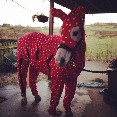 These 15 Photos Of Pets In Pajamas To Look At Before Bedtime