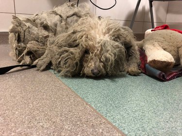 Neglected Chicago dog with severely matted coat gets epic shave and sweater makeover