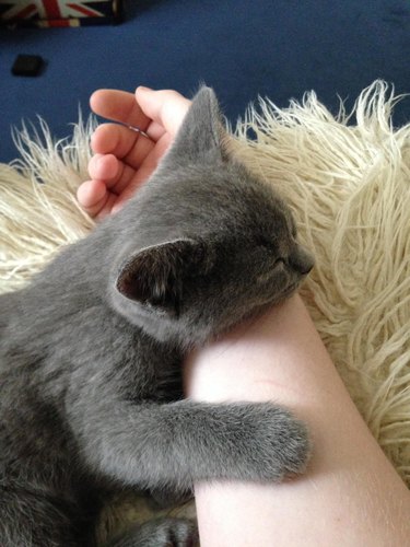 Kitten asleep on person's arm