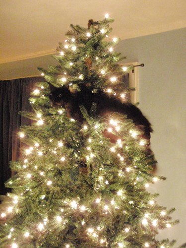 10 Cats Who Are Winning At Hide And Seek