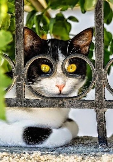 Spying Cat
