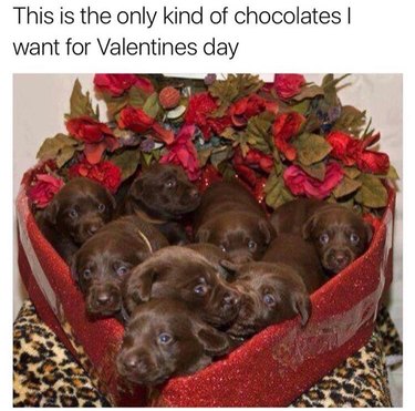 Chocolate lab puppies in a heart shaped box. Caption: This is the only kind of chocolates I want for Valentines day