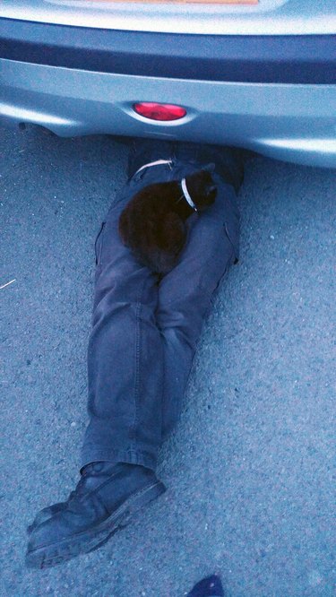 Cat sitting on lap of person under car.