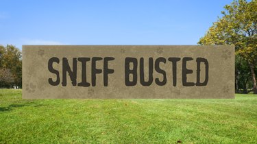 SNIFFBUSTERS: Can You Teach An Old Dog New Tricks?