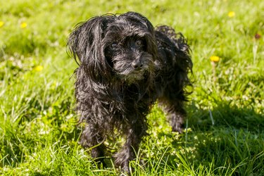 Small black dog outside on grass