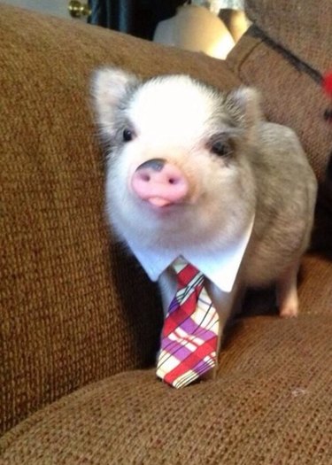 Piglet in a necktie and shirt collar.