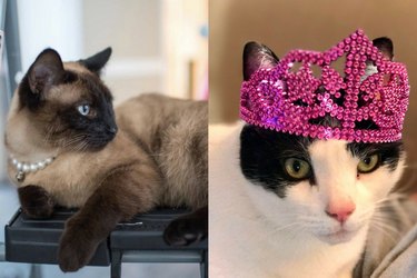 20 stylish fancy cats