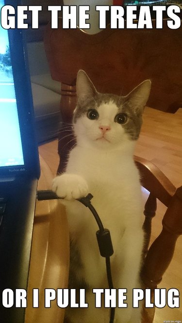 22 Cats Who Think They're in Charge