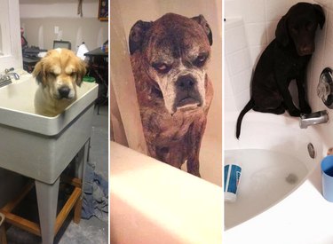 dogs who hate bath time
