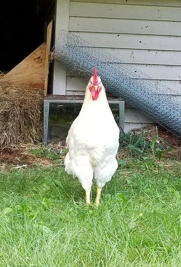This Woman's Hilarious Post About Her A**hole Rooster Went Viral