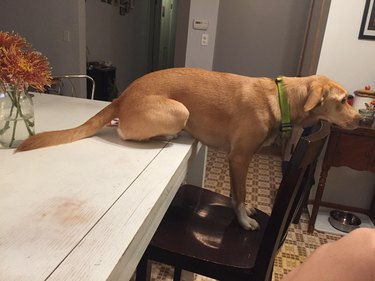 Dog sitting on table with paws on chair.