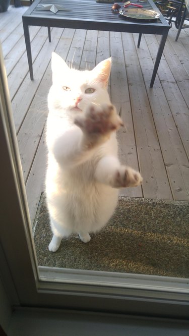 cat pawing at door