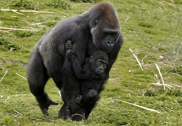 Adult gorilla carrying baby gorilla.