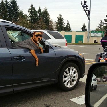 Dog in car wearing sweater and sunglasses