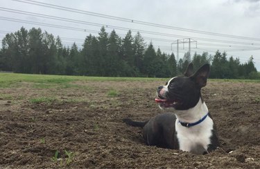 Happy looking dog standing in chest-deep hole