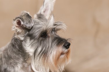 Closeup of a schnauzer dog