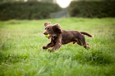 Brown spaniel running