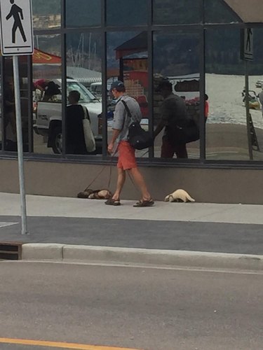 People Walking Animals Other Than Dogs and Looking Ridiculous