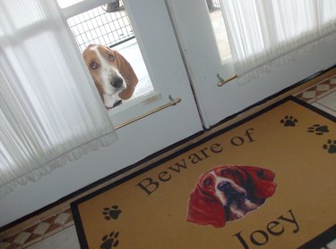 Welcome mat with picture of basset hound that says "Beware of Joey" in front of glass door through with Joey is looking.