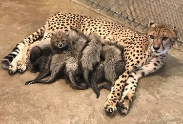 This Cheetah Gave Birth to a Record Number of Cubs and Spoiler—They're All Adorable