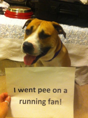 The Greatest Dog Shamings of All Time