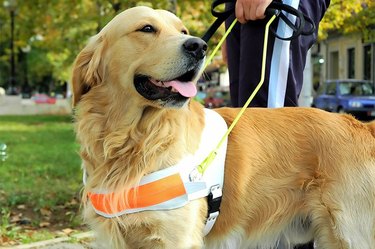 should service dogs bark