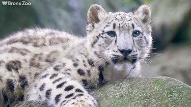 Bronx Zoo Introduces Snow Leopard Cub And We're In L😻VE