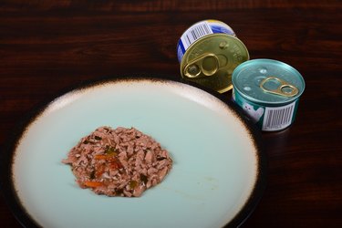 Wet cat food on a plate