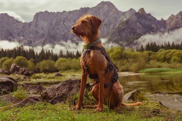 Wirehaired Vizsla Dog Breed Facts & Information