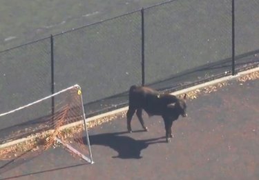 Escape From Moo York: Bull Running Free In Brooklyn Is Finally Corraled