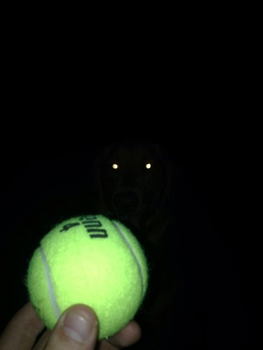 dog eyes in the dark looking at tennis ball