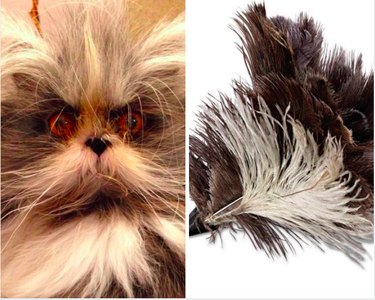 Pets that look like other things