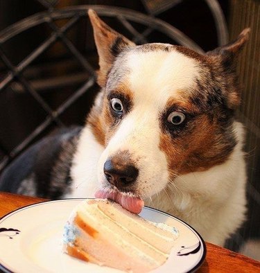 amazing eyes licking cake