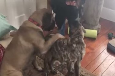 Watch This Big Dog Teaching His Baby Brother To Sit