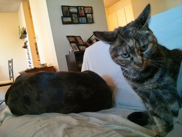 Cat looking annoyed at dog